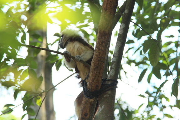 Моя Сингапурская сказка. Singapore ZOO.