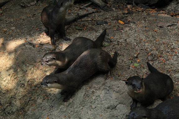 Моя Сингапурская сказка. Singapore ZOO.