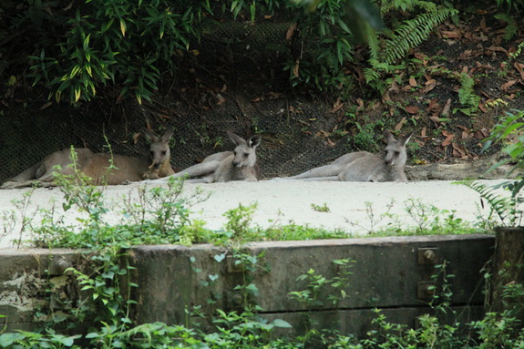 Моя Сингапурская сказка. Singapore ZOO.