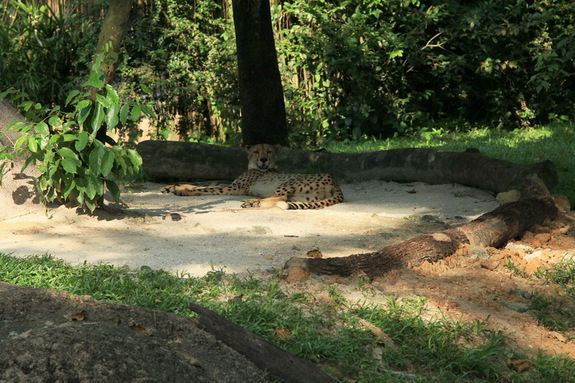 Моя Сингапурская сказка. Singapore ZOO.