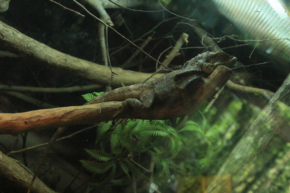 Моя Сингапурская сказка. Singapore ZOO.