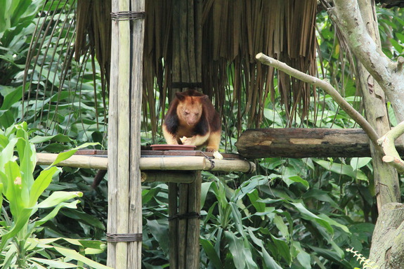 Моя Сингапурская сказка. Singapore ZOO.