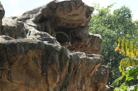 Моя Сингапурская сказка. Singapore ZOO.