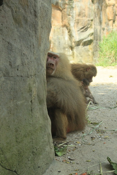 Моя Сингапурская сказка. Singapore ZOO.