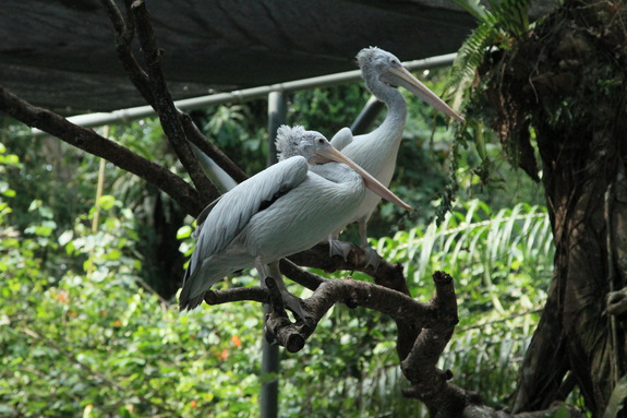 Моя сингапурская сказка. Singapore Zoo (продолжение)