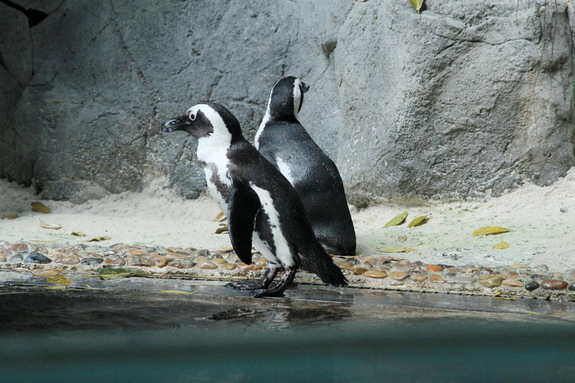 Моя сингапурская сказка. Singapore Zoo (продолжение)