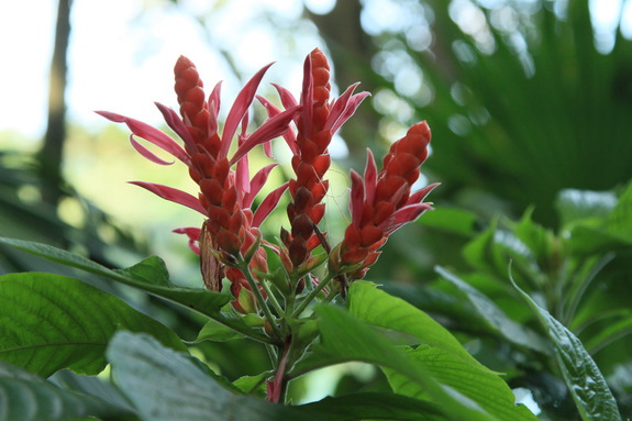 Моя сингапурская сказка. Singapore Zoo (продолжение)