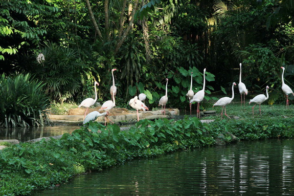 Моя сингапурская сказка. Singapore Zoo (продолжение)