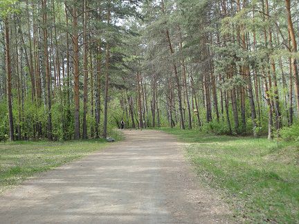 Четыре времени года леса