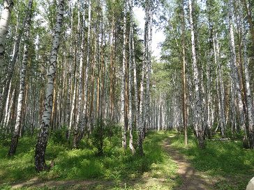 Четыре времени года леса